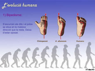 L'evolució humana 1) Bipedisme: S’escurcen els dits i el polze se situa en la mateixa direcció que la resta. Deixa d’estar oposat. 