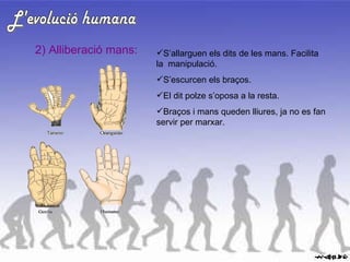 L'evolució humana 2) Alliberació mans: S’allarguen els dits de les mans. Facilita la  manipulació. S’escurcen els braços. El dit polze s’oposa a la resta. Braços i mans queden lliures, ja no es fan servir per marxar. 