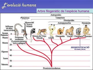 L'evolució humana Arbre filogenètic de l’espècie humana 