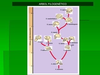 ARBOL FILOGENÉTICO
 