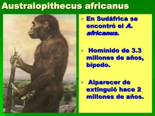 Australopithecus africanus
 En Sudáfrica se
encontró el A.
africanus.
 Homínido de 3.3
millones de años,
bípedo.
 Alparecer de
extinguió hace 2
millones de años.
 