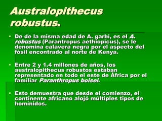 Australopithecus
robustus.
 De de la misma edad de A. garhi, es el A.
robustus (Parantropus aethiopicus), se le
denomina calavera negra por el aspecto del
fósil encontrado al norte de Kenya.
 Entre 2 y 1.4 millones de años, los
australopithecus robustos estaban
representado en todo el este de África por el
familiar Paranthropus boisei.
 Esto demuestra que desde el comienzo, el
continente africano alojó múltiples tipos de
homínidos.
 