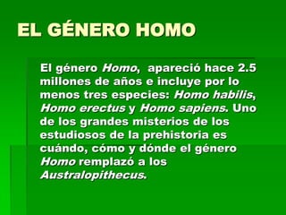 EL GÉNERO HOMO
El género Homo, apareció hace 2.5
millones de años e incluye por lo
menos tres especies: Homo habilis,
Homo erectus y Homo sapiens. Uno
de los grandes misterios de los
estudiosos de la prehistoria es
cuándo, cómo y dónde el género
Homo remplazó a los
Australopithecus.
 