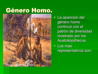 Género Homo.
 La aparición del
género homo
continuó con el
patrón de diversidad
mostrado por los
Australopithecus.
 Los mas
representativos son:
Grupos de Homos erectus
 