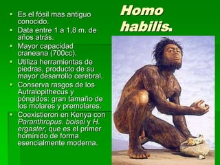 Homo
habilis.
 Es el fósil mas antiguo
conocido.
 Data entre 1 a 1,8 m. de
años atrás.
 Mayor capacidad
craneana (700cc).
 Utiliza herramientas de
piedras, producto de su
mayor desarrollo cerebral.
 Conserva rasgos de los
Autralopithecus y
póngidos: gran tamaño de
los molares y premolares.
 Coexistieron en Kenya con
Paranthropus. boisei y H.
ergaster, que es el primer
homínido de forma
esencialmente moderna.
 
