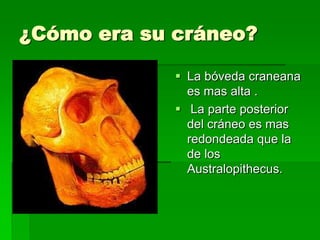 ¿Cómo era su cráneo?
 La bóveda craneana
es mas alta .
 La parte posterior
del cráneo es mas
redondeada que la
de los
Australopithecus.
 