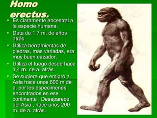 Homo
erectus.
 Es claramente ancestral a
la especie humana.
 Data de 1,7 m. de años
atrás
 Utiliza herramientas de
piedras, mas variadas, era
muy buen cazador.
 Utiliza el fuego desde hace
1,4 m. de a. atrás.
 Se sugiere que emigró a
Asia hace unos 800 m de
a. por los especimenes
encontrados en ese
continente . Desaparece
del Asia , hace unos 200
m. de a. atrás.
 