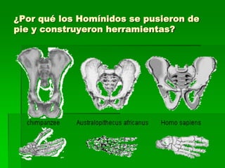 ¿Por qué los Homínidos se pusieron de
pie y construyeron herramientas?
 