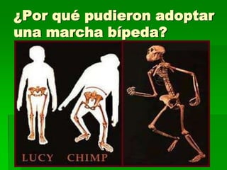 ¿Por qué pudieron adoptar
una marcha bípeda?
 