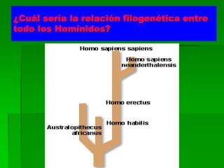 ¿Cuál sería la relación filogenética entre
todo los Homínidos?
 