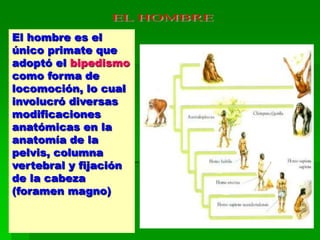 El hombre es el
único primate que
adoptó el bipedismo
como forma de
locomoción, lo cual
involucró diversas
modificaciones
anatómicas en la
anatomía de la
pelvis, columna
vertebral y fijación
de la cabeza
(foramen magno)
 