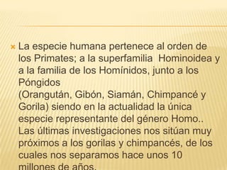 

La especie humana pertenece al orden de
los Primates; a la superfamilia Hominoidea y
a la familia de los Homínidos, junto a los
Póngidos
(Orangután, Gibón, Siamán, Chimpancé y
Gorila) siendo en la actualidad la única
especie representante del género Homo..
Las últimas investigaciones nos sitúan muy
próximos a los gorilas y chimpancés, de los
cuales nos separamos hace unos 10

 
