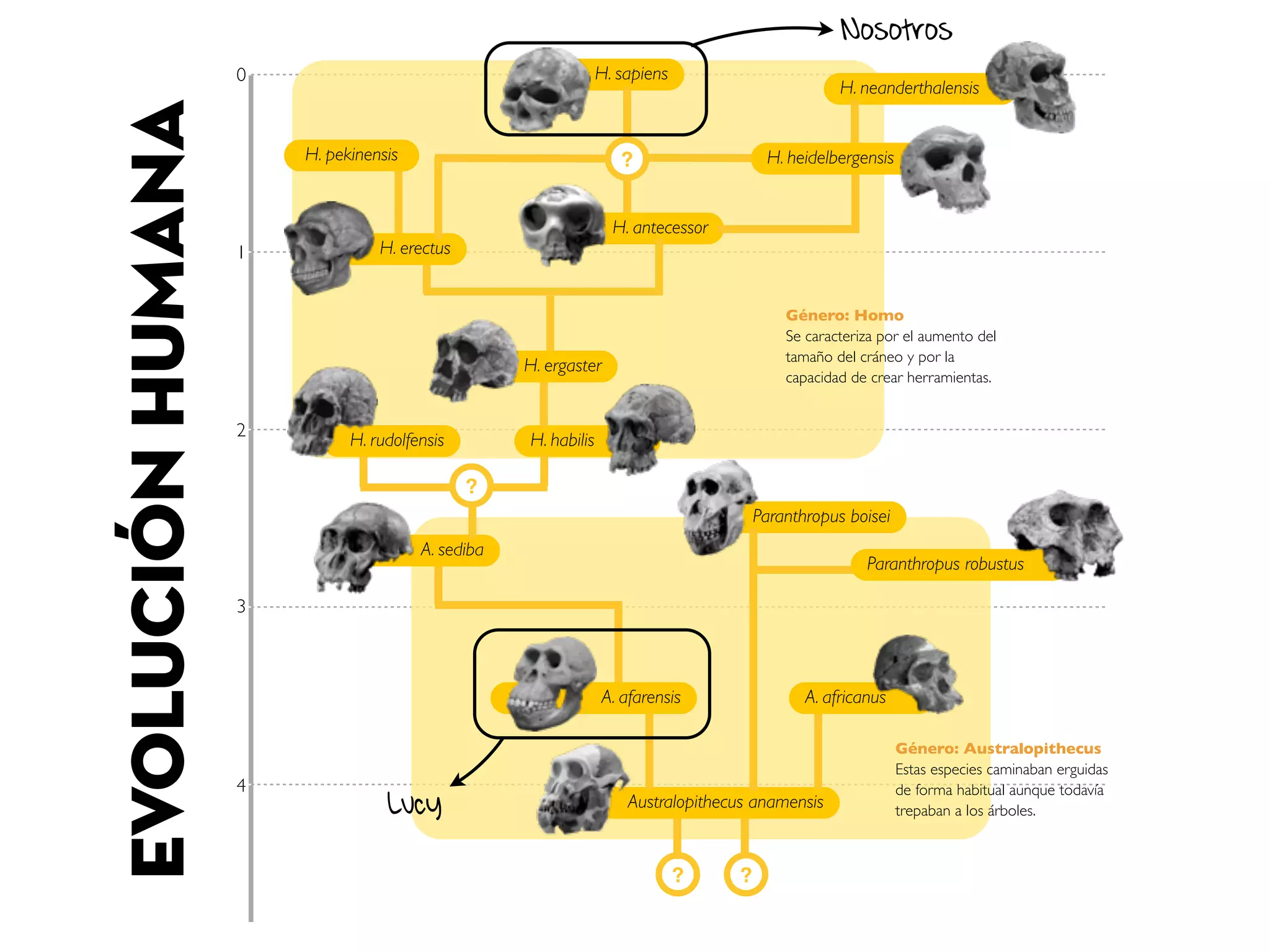 Hominizacion. Proceso y cultura material. | PDF