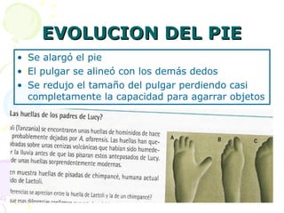 EVOLUCION DEL PIE Se alargó el pie El pulgar se alineó con los demás dedos Se redujo el tamaño del pulgar perdiendo casi completamente la capacidad para agarrar objetos 