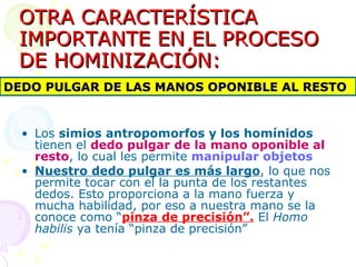 OTRA CARACTERÍSTICA IMPORTANTE EN EL PROCESO DE HOMINIZACIÓN: Los  simios antropomorfos y los homínidos  tienen el  dedo pulgar de la mano oponible al resto , lo cual les permite  manipular objetos Nuestro dedo pulgar es más largo , lo que nos permite tocar con el la punta de los restantes dedos. Esto proporciona a la mano fuerza y mucha habilidad, por eso a nuestra mano se la conoce como “ pinza de precisión”.  El  Homo habilis  ya tenía “pinza de precisión” DEDO PULGAR DE LAS MANOS OPONIBLE AL RESTO 