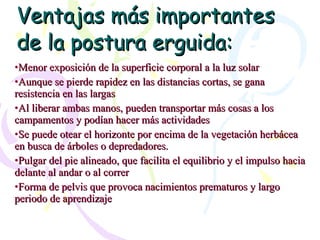 Ventajas más importantes de la postura erguida: Menor exposición de la superficie corporal a la luz solar Aunque se pierde rapidez en las distancias cortas, se gana resistencia en las largas Al liberar ambas manos, pueden transportar más cosas a los campamentos y podían hacer más actividades Se puede otear el horizonte por encima de la vegetación herbácea en busca de árboles o depredadores. Pulgar del pie alineado, que facilita el equilibrio y el impulso hacia delante al andar o al correr Forma de pelvis que provoca nacimientos prematuros y largo periodo de aprendizaje 