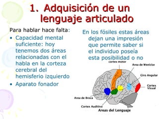 Adquisición de un lenguaje articulado Para hablar hace falta : Capacidad mental suficiente: hoy tenemos dos áreas relacionadas con el habla en la corteza cerebral del hemisferio izquierdo Aparato fonador En los fósiles estas áreas dejan una impresión que permite saber si el individuo poseía esta posibilidad o no  