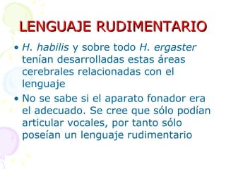 LENGUAJE RUDIMENTARIO H. habilis  y sobre todo  H. ergaster  tenían desarrolladas estas áreas cerebrales relacionadas con el lenguaje No se sabe si el aparato fonador era el adecuado. Se cree que sólo podían articular vocales, por tanto sólo poseían un lenguaje rudimentario 