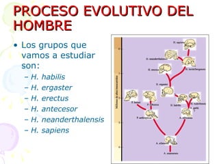 PROCESO EVOLUTIVO DEL HOMBRE Los grupos que vamos a estudiar son: H. habilis H. ergaster H. erectus H. antecesor H. neanderthalensis H. sapiens 