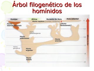 Árbol filogenético de los homínidos 