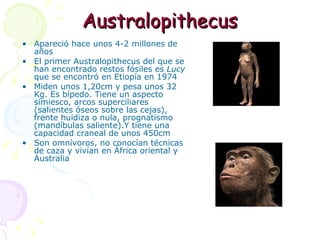 Australopithecus Apareció hace unos 4-2 millones de años El primer Australopithecus del que se han encontrado restos fósiles es  Lucy  que se encontró en Etiopía en 1974 Miden unos 1,20cm y pesa unos 32 Kg. Es bípedo. Tiene un aspecto simiesco, arcos superciliares (salientes óseos sobre las cejas), frente huidiza o nula, prognatismo (mandíbulas saliente).Y tiene una capacidad craneal de unos 450cm Son omnívoros, no conocían técnicas de caza y vivían en África oriental y Australia  