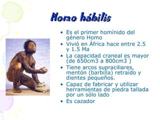 Homo hábilis Es el primer homínido del género Homo Vivió en África hace entre 2.5 y 1.5 Ma La capacidad craneal es mayor (de 650cm3 a 800cm3 ) Tiene arcos supraciliares, mentón (barbilla) retraído y dientes pequeños. Capaz de fabricar y utilizar herramientas de piedra tallada por un sólo lado Es cazador 