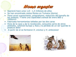 Homo ergaster Apareció hace unos 1,8 - 1,4 millones de años  Se han encontrado restos fósiles en Turkana (Kenia) Tiene arcos supraciliares, prognatismo, reducción del tamaño de los molares. Y tiene una capacidad craneal de entre 800 y 1000cm3  Fabricaba herramientas talladas por las dos caras Vivía de la caza y de la recolección, consumía carne de otros animales, colonizó Europa y Asia y la pérdida de un ser querido le produce dolor A partir de el se formaron  H. erectus  y  H. antecessor 
