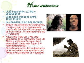 Homo antecesor Vivió hace entre 1.2 Ma y 300000años Capacidad craneana entre 1000-1100cc Se considera el primer europeo Según los estudios de Atapuerca,  H antecessor  es el antepasado común de las dos últimas especies de homínidos,  H neanderthalensis y H sapiens Hace algo mas de 1 Ma una población de  H antecesor  salió de África y colonizó Europa. Aquí evolucionó hasta dar lugar   a  H neanderthalensis.  Simultáneamente las poblaciones de  H antecesor  que quedaron en África evolucionaron a  H sapiens 