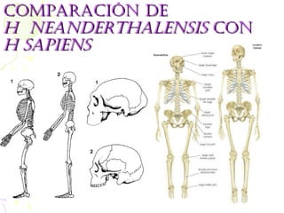 COMPARACIÓN DE  H  neanderthalensis  CON  H sapiens 