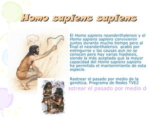 Homo sapiens sapiens El  Homo  s apiens  n eanderthalensis  y el  Homo  s apiens  s apiens  convivieron juntos durante mucho tiempo pero al final el neanderthalensis  acabó por extinguirse y las causas aún no se conocen pero hay varias hipótesis , siendo la más aceptada que la mayor capacidad del  Homo sapiens sapiens  ha permitido el mantenimiento de esta especie .  Rastrear el pasado por medio de la genética. Programa de Redes TVE2 Rastrear el pasado por medio de la genética - RTVE.es 