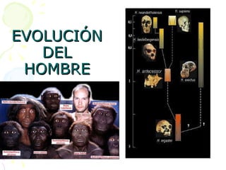 EVOLUCIÓN DEL HOMBRE 