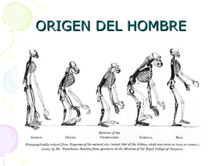 ORIGEN DEL HOMBRE 