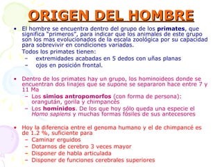 ORIGEN DEL HOMBRE El hombre se encuentra dentro del grupo de los  primates , que significa “primeros”, para indicar que los animales de este grupo son los mas evolucionados de la escala zoológica por su capacidad para sobrevivir en condiciones variadas. Todos los primates tienen: extremidades acabadas en 5 dedos con uñas planas ojos en posición frontal. Dentro de los primates hay un grupo, los hominoideos donde se encuentran dos linajes que se supone se separaron hace entre 7 y 11 Ma Los  simios antropomorfos  (con forma de persona): orangután, gorila y chimpancés Los  homínidos . De los que hoy sólo queda una especie el  Homo sapiens  y muchas formas fósiles de sus antecesores Hoy la diferencia entre el genoma humano y el de chimpancé es de 1.2 %, suficiente para  Caminar erguidos Dotarnos de cerebro 3 veces mayor Disponer de habla articulada Disponer de funciones cerebrales superiores 