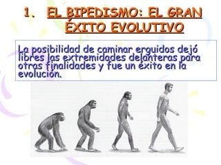 EL BIPEDISMO: EL GRAN ÉXITO EVOLUTIVO La posibilidad de caminar erguidos dejó libres las extremidades delanteras para otras finalidades y fue un éxito en la evolución . 