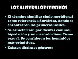 Los Australopitecinos
• El término significa simio meridional
como referencia a Suráfrica, donde se
encontraron los primeros fósiles.
• Se caracterizan por dientes caninos,
bipedación y un marcado dimorfismo
sexual. Se consideran los homínidos
más primitivos.
• Existen distintos géneros:
 