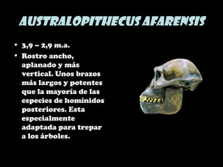 Australopithecus afarensis
• 3,9 – 2,9 m.a.
• Rostro ancho,
aplanado y más
vertical. Unos brazos
más largos y potentes
que la mayoría de las
especies de homínidos
posteriores. Esta
especialmente
adaptada para trepar
a los árboles.
 