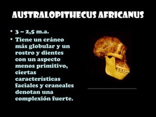 Australopithecus africanus
• 3 – 2,5 m.a.
• Tiene un cráneo
más globular y un
rostro y dientes
con un aspecto
menos primitivo,
ciertas
características
faciales y craneales
denotan una
complexión fuerte.
 