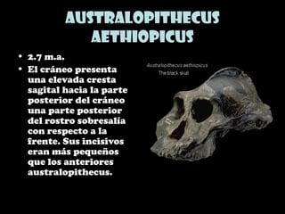 Australopithecus
aethiopicus
• 2.7 m.a.
• El cráneo presenta
una elevada cresta
sagital hacia la parte
posterior del cráneo
una parte posterior
del rostro sobresalía
con respecto a la
frente. Sus incisivos
eran más pequeños
que los anteriores
australopithecus.
 