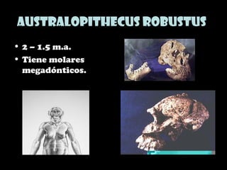 Australopithecus robustus
• 2 – 1.5 m.a.
• Tiene molares
megadónticos.
 