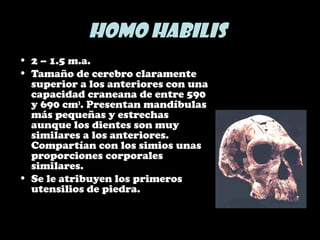 Homo habilis
• 2 – 1.5 m.a.
• Tamaño de cerebro claramente
superior a los anteriores con una
capacidad craneana de entre 590
y 690 cm3
. Presentan mandíbulas
más pequeñas y estrechas
aunque los dientes son muy
similares a los anteriores.
Compartían con los simios unas
proporciones corporales
similares.
• Se le atribuyen los primeros
utensilios de piedra.
 