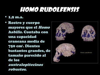 Homo rudolfensis
• 1,9 m.a.
• Rostro y cuerpo
mayores que el Homo
habilis. Contaba con
una capacidad
craneana media de
750 cm3
. Dientes
bastantes grandes, de
tamaño parecido al
de los
australopitecinos
robustos.
 