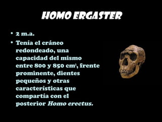Homo ergaster
• 2 m.a.
• Tenía el cráneo
redondeado, una
capacidad del mismo
entre 800 y 850 cm3
, frente
prominente, dientes
pequeños y otras
características que
compartía con el
posterior Homo erectus.
 