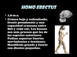 Homo erectus
• 1,8 m.a.
• Cráneo bajo y redondeado,
frente prominente y una
capacidad craneana entre
800 y 1250 cm3
. Los huesos
son más gruesos que los de
las especies anteriores.
Podían soportar fuertes
movimientos y tensiones.
Mandíbula grande y fuerte
con dientes pequeños.
 