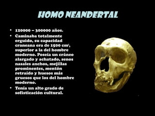 Homo Neandertal
• 120000 – 300000 años.
• Caminaba totalmente
erguido, su capacidad
craneana era de 1500 cm3
,
superior a la del hombre
moderno. Poseía un cráneo
alargado y achatado, senos
nasales anchos, mejillas
prominentes, mentón
retraído y huesos más
gruesos que los del hombre
moderno.
• Tenía un alto grado de
sofisticación cultural.
 