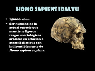 Homo sapiens idaltu
• 250000 años.
• Ser humano de la
actual especie que
mantiene ligeros
rasgos morfológicos
arcaicos en relación a
otros fósiles que son
indiscutiblemente de
Homo sapiens sapiens.
 