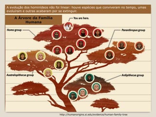 A evolução dos hominídeos não foi linear: houve espécies que conviveram no tempo, umas 
evoluíram e outras acabaram por se extinguir. 
A Árvore da Família 
Humana 
http://humanorigins.si.edu/evidence/human-family-tree 
