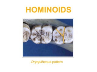 ASU Hominoid Origins Part one Slide Shows | PDF