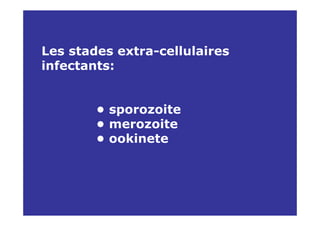Les stades extra-cellulaires
infectants:


        • sporozoite
        • merozoite
        • ookinete
 
