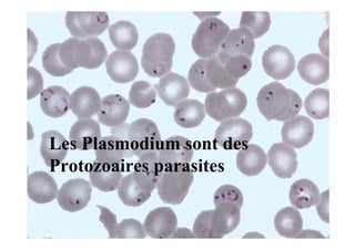 Les Plasmodium sont des
          Protozoaires parasites
Les Plasmodium sont des
Protozoaires parasites
 