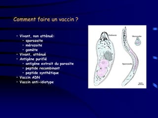 Comment faire un vaccin ?


 • Vivant, non atténué:
    • sporozoite
    • mérozoite
    • gamète
 • Vivant, atténué
 • Antigène purifié
    • antigène extrait du parasite
    • peptide recombinant
    • peptide synthétique
 • Vaccin ADN
 • Vaccin anti-idiotype
 